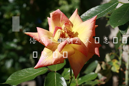 信用卡逾期2天會怎樣嗎-信用卡逾期2天會怎樣嗎