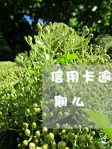 信用卡逾期2天會有滯金嗎(信用卡1天算逾期么)