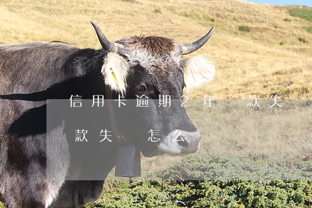 信用卡逾期2年還款失敗(信用卡逾期2年還款失敗怎么還)