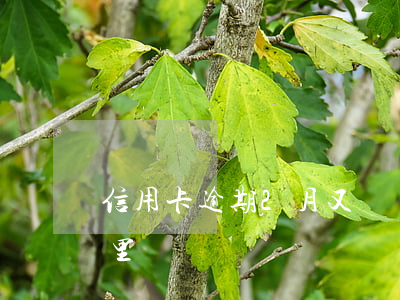 信用卡逾期2月又還錢(逾期2年信用卡去哪里還錢)
