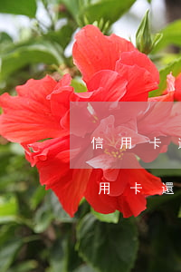 信用卡逾期2月可最低還款嗎(逾期兩個月信用卡還能用嗎)