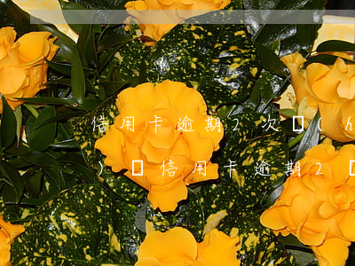 信用卡逾期2次會(huì)凍結(jié)嗎(信用卡逾期2個(gè)月會(huì)有什么后果)