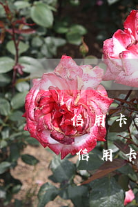 信用卡逾期2萬(wàn)被派出所拘留(欠信用卡被拘留關(guān)幾天)
