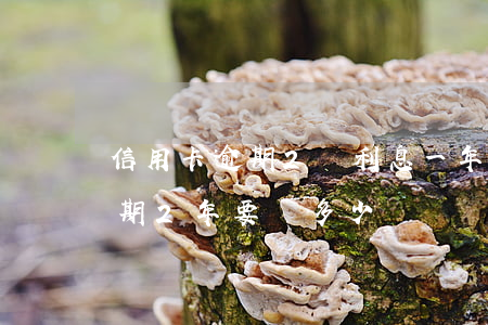 信用卡逾期2萬利息一年多少(信用卡2萬逾期2年要還多少)