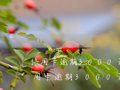 信用卡逾期3000元6個(gè)月-信用卡逾期3000元6個(gè)月可以分期還款嗎