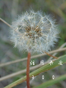 信用卡逾期300塊利息多少錢(信用卡逾期300塊利息多少錢一個(gè)月)