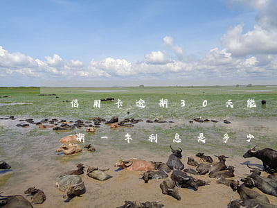 信用卡逾期30天能銷卡嗎(30萬信用卡逾期一年利息是多少)