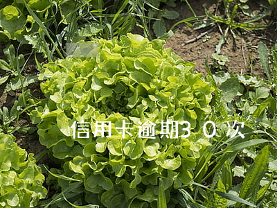 信用卡逾期30次