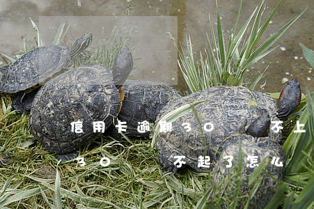 信用卡逾期30萬還不上怎么辦(信用卡欠款30萬還不起了怎么辦)
