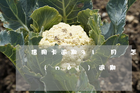 信用卡逾期31個月會怎樣(信用卡30天以內(nèi)逾期)