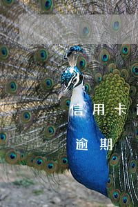 信用卡逾期3500被傳票 信用卡3000逾期