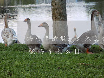 信用卡逾期35天怎么維護征信(逾期5天上征信了怎么辦)