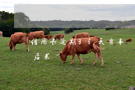 信用卡逾期35天有事嗎(信用卡逾期三十天后果)
