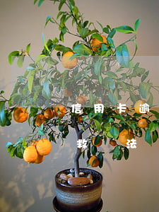 信用卡逾期38次怎么辦(信用卡逾期8次補救辦法)