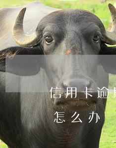 信用卡逾期3万怎么处理(信用卡逾期三块钱怎么办)