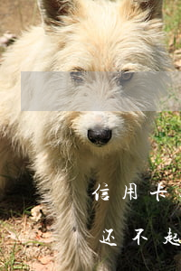 信用卡逾期3万本金会坐牢吗(欠信用卡三万还不起了会坐牢吗)