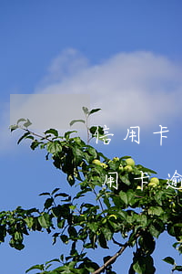 信用卡逾期3個(gè)月3000塊錢 信用卡逾期3個(gè)月3000塊錢