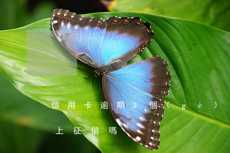 信用卡逾期3個(gè)月后會(huì)上征信嗎