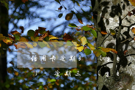信用卡逾期3個(gè)月能出國(guó)嗎(逾期三個(gè)月信用卡還能用嗎)