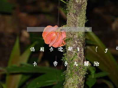 信用卡逾期3個(gè)月解封(逾期后信用卡異常多久解除)