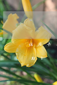 信用卡逾期3個月7000塊錢-信用卡逾期3個月7000塊錢怎么辦