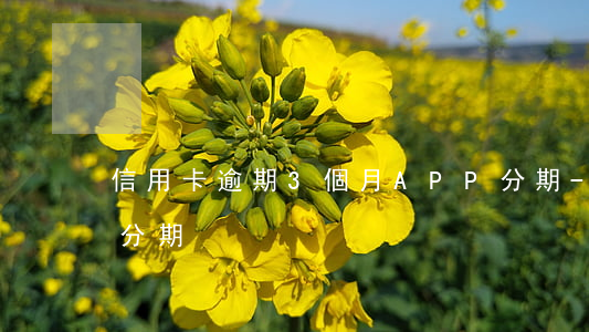 信用卡逾期3個月APP分期-信用卡 逾期 分期