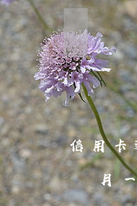信用卡逾期3個月一次性還清(信用卡逾期3個月一次性還清了會影響車貸和房貸嗎?)