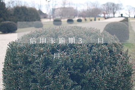 信用卡逾期3個月沒錢還(信用卡3塊錢逾期一個月)