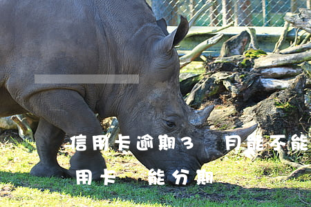 信用卡逾期3個月能不能分期還了(逾期的信用卡還能分期嗎)