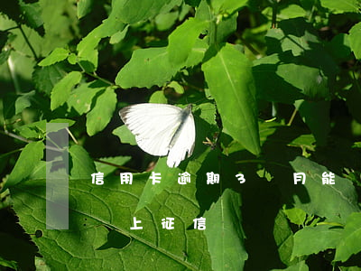信用卡逾期3個月能車貸嗎(車貸逾期三個月會上征信嗎)
