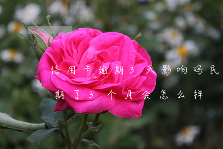 信用卡逾期3天影响吗民生(好几张信用卡逾期了3个月会怎么样)