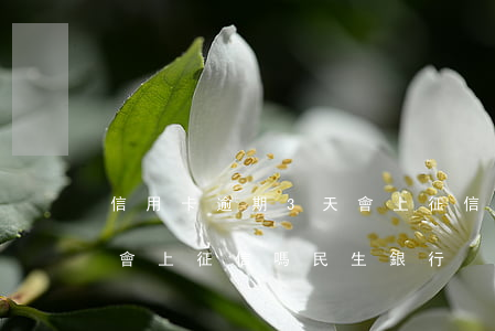 信用卡逾期3天會上征信嗎(信用卡逾期3天會上征信嗎 民生銀行)