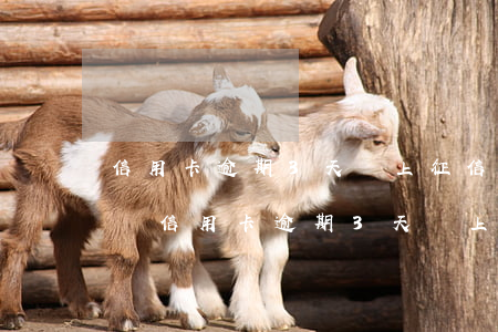 信用卡逾期3天會上征信系統(tǒng)嗎(信用卡逾期3天會上征信系統(tǒng)嗎請問)