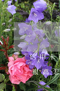 信用卡逾期3天罰金太高(信用卡逾期了罰息很高怎么辦)