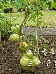 信用卡逾期3年后还清还能用吗(信用卡逾期三个月还清还能用吗)
