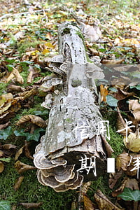 信用卡逾期3年多還清-信用卡3000逾期兩年要還多少