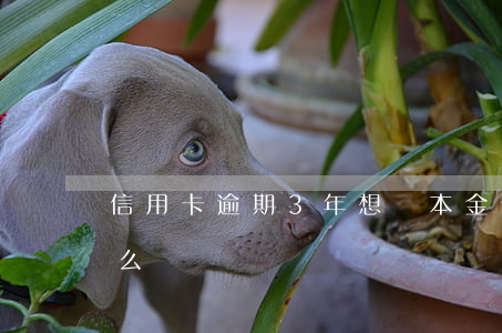 信用卡逾期3年想還本金(信用卡逾期三年怎么還)