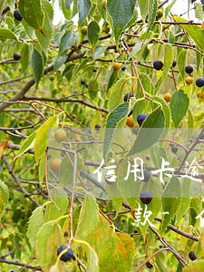 信用卡逾期3年我現(xiàn)在想分期還款-信用卡逾期3年我現(xiàn)在想分期還款可以嗎