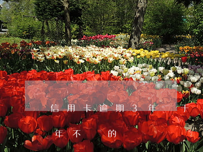 信用卡逾期3年終于還完了(有信用卡逾期幾年不還的嗎)