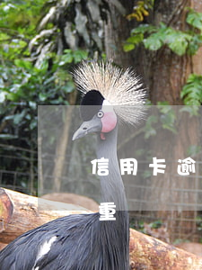 信用卡逾期3月中途還過(信用卡逾期三月嚴重嗎)