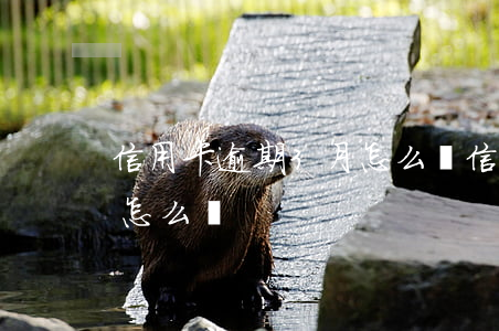 信用卡逾期3月怎么辦(信用卡3萬逾期半年怎么辦)