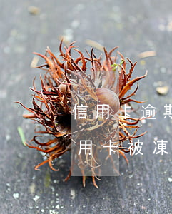 信用卡逾期3月被凍結還能解凍嗎(因逾期信用卡被凍結了還能解凍嗎)
