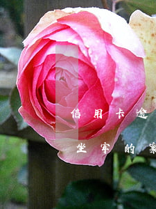 信用卡逾期3萬坐牢的案例(信用卡逾期3萬坐牢的案例)