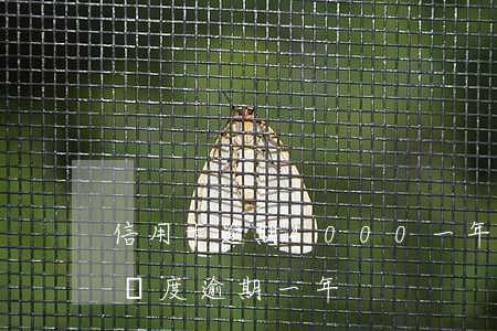 信用卡逾期4000一年了(信用卡4000額度逾期一年)
