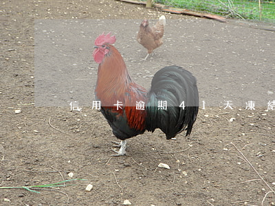 信用卡逾期41天凍結(jié)
