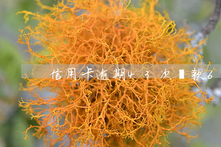 信用卡逾期43次貸款6