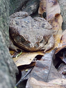 信用卡逾期43次貸款(信用卡逾期43次貸款)