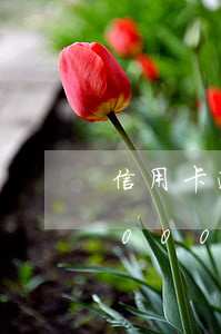 信用卡逾期45000怎么(信用卡逾期45000怎么)