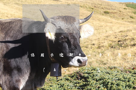 信用卡逾期4w多1年(信用卡4千逾期兩年會(huì)怎樣)