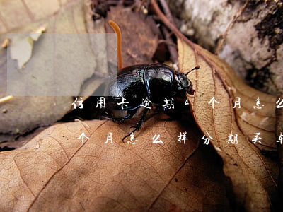 信用卡逾期4个月怎么样分期(信用卡逾期4个月怎么样分期买车)